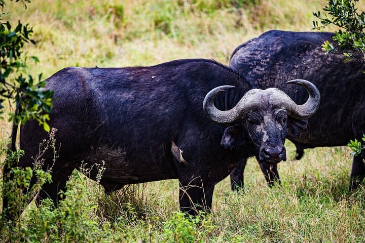 Maasai Mara 3-Day Safari with Maasai Guide and 4x4 Land Cruiser photo 2