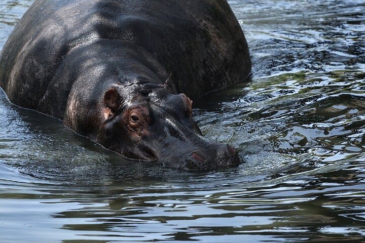 Maasai Mara 3-Day Safari with Maasai Guide and 4x4 Land Cruiser photo 3
