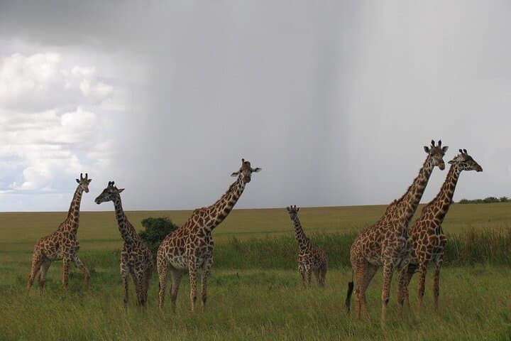 7-Day Budget Kenya Safari: Maasai Mara, Nakuru, Naivasha & Amboseli photo 5