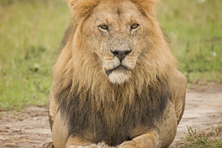 Masai Mara Game Drive: Morning, Midday or Sunset Safari in an Open 4x4 photo 6