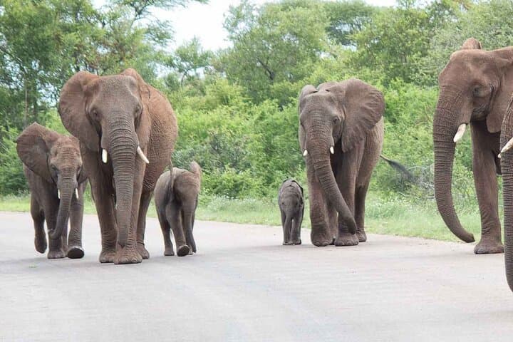 Day Safari from Maputo to Kruger National Park: Big Five Drive photo 2