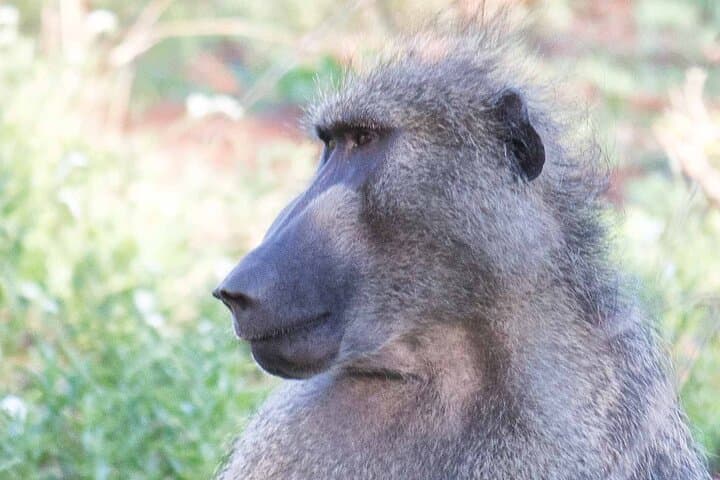 Day Safari from Maputo to Kruger National Park: Big Five Drive photo 3