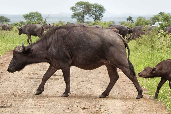 Day Safari from Maputo to Kruger National Park: Big Five Drive photo 4