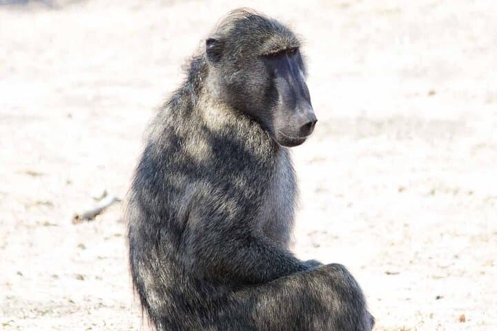 Kruger National Park 2-Day Open-Vehicle Safari from Maputo photo 3