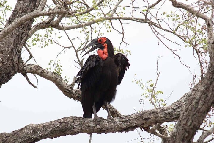 3-Day Open-Vehicle Safari in Kruger National Park: Big Five from Maputo photo 4