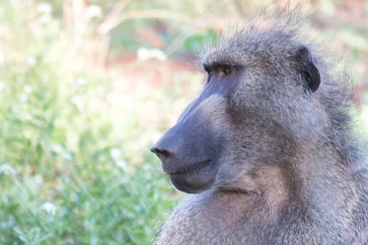 3-Day Open-Vehicle Safari in Kruger National Park: Big Five from Maputo photo 5