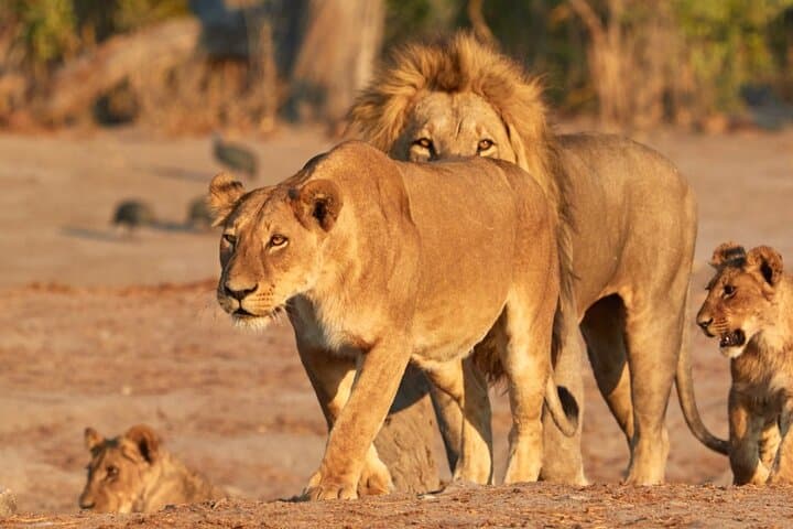 3-Day Maasai Mara Private Safari — Big Five, Mara River & Luxury Tented Camps photo 1