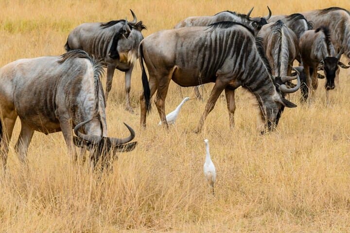 3-Day Maasai Mara Private Safari — Big Five, Mara River & Luxury Tented Camps photo 2