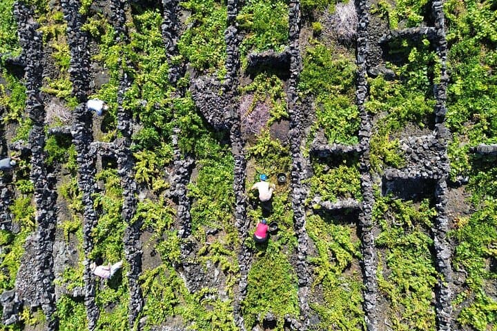 Private Pico Wine Tour (Half Day) — Explore UNESCO Vineyards & Volcanic Terroir photo 4