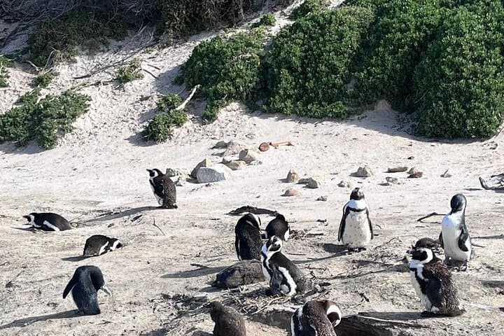 Cape Peninsula Sightseeing Tour: Cape Point, Penguins & Scenic Coastal Drive photo 2