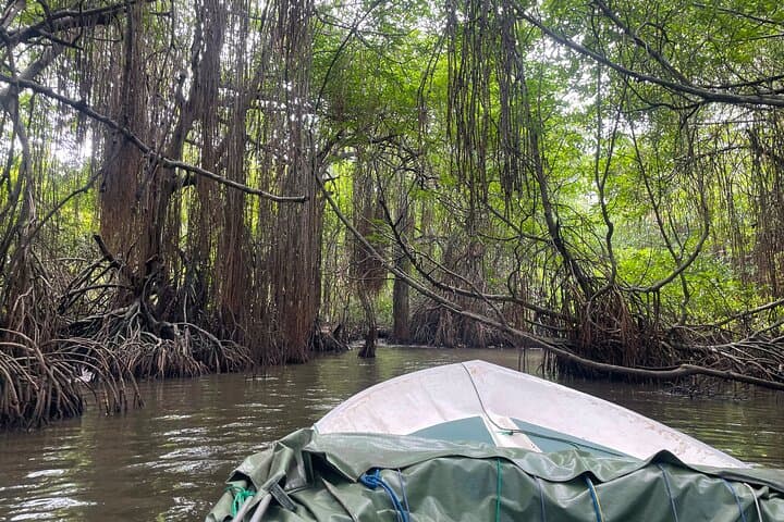 Bentota River Safari: 2-Hour Mangrove Cruise from Ahungalla & Bentota photo 2