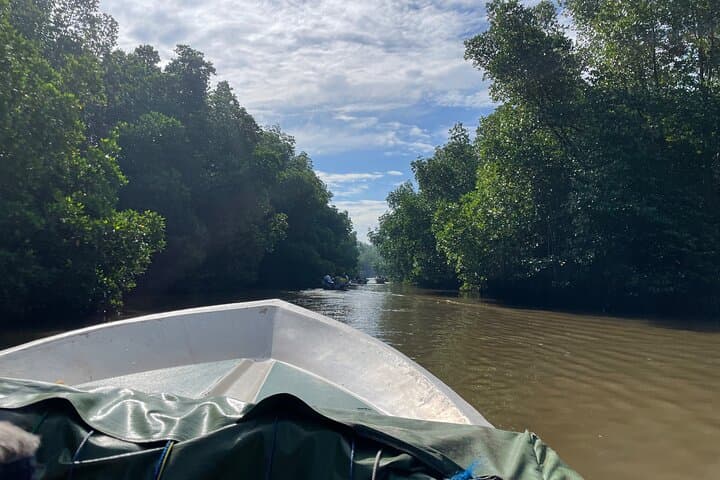 Bentota River Safari: 2-Hour Mangrove Cruise from Ahungalla & Bentota photo 3