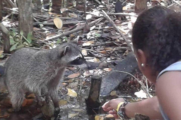 El Corchito & Pig Beach Day Trip from Mérida — Cenotes, Wildlife and Beach Club photo 2