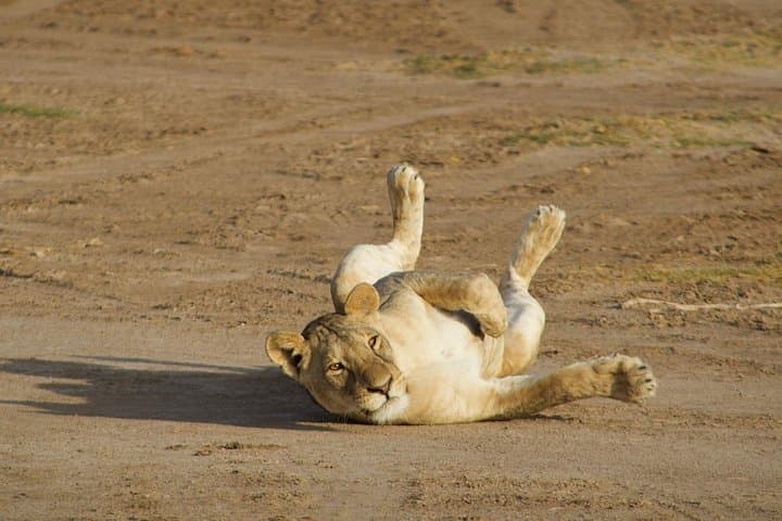 3-Day Amboseli Private Safari Tour — Elephants, Big Cats & Kilimanjaro Views photo 1