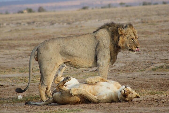 7-Day Vegan Private Safari: Amboseli, Tsavo West & Tsavo East Wildlife Circuit photo 2