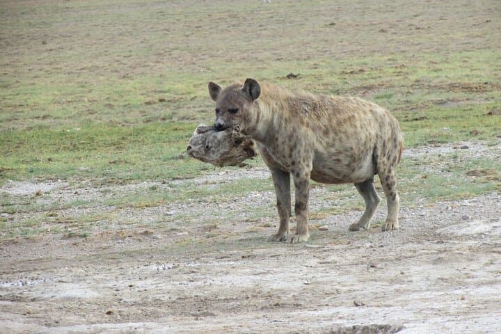 7-Day Vegan Private Safari: Amboseli, Tsavo West & Tsavo East Wildlife Circuit photo 6