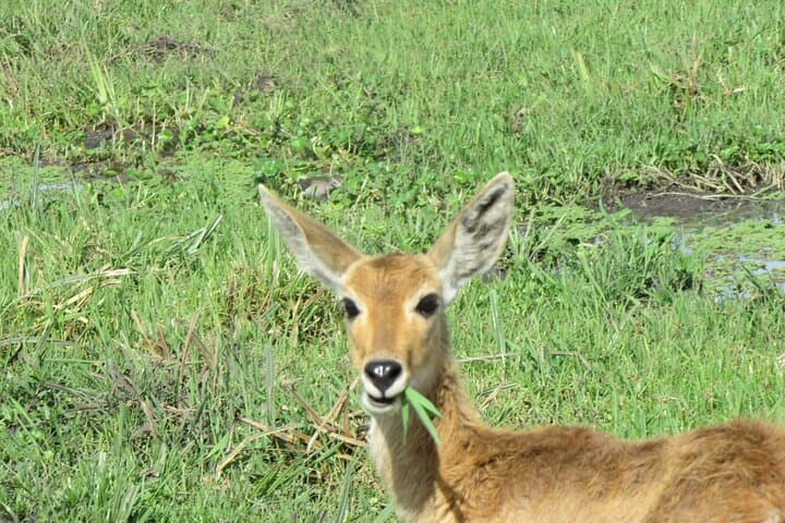 7-Day Vegan Private Safari: Amboseli, Tsavo West & Tsavo East Wildlife Circuit photo 3