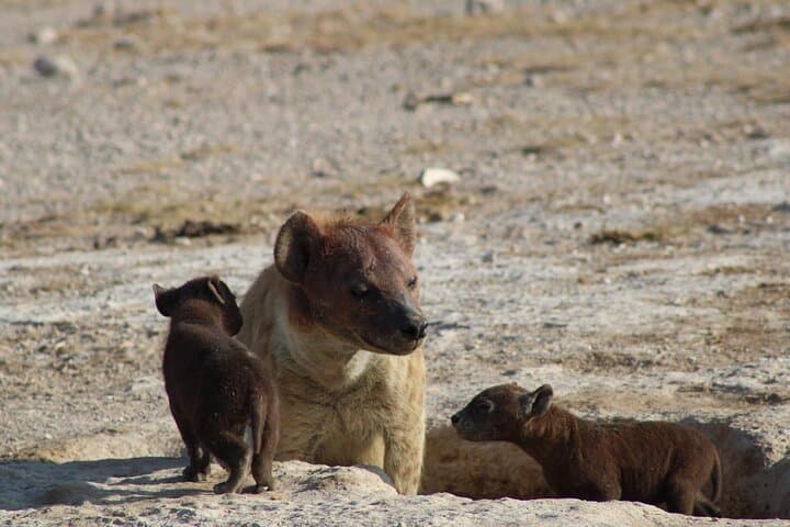 7-Day Vegan Private Safari: Amboseli, Tsavo West & Tsavo East Wildlife Circuit