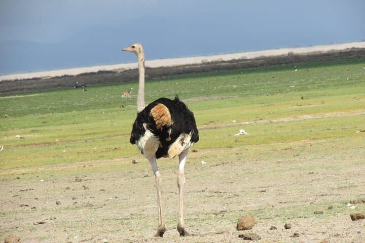 7-Day Vegan Private Safari: Amboseli, Tsavo West & Tsavo East Wildlife Circuit photo 5