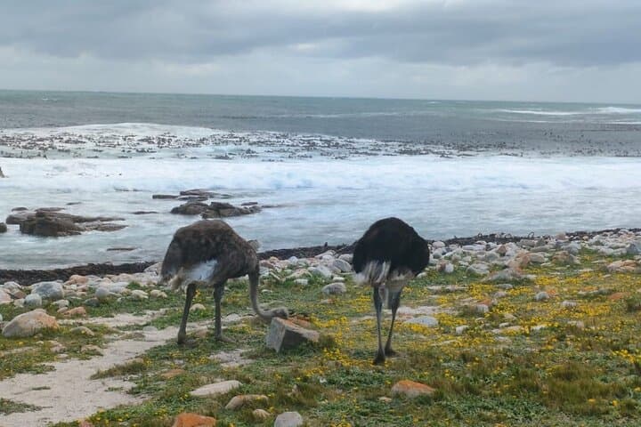 Cape Peninsula Full-Day Private Tour — Table Mountain, Chapman's Peak, Penguins & Cape Point photo 2