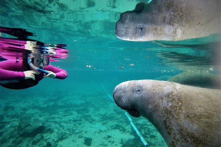 All-Inclusive Private Manatee Swim in Crystal River — Guided Manatee Snorkel photo 2