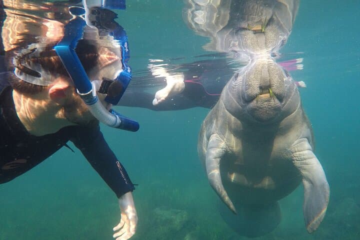 All-Inclusive Private Manatee Swim in Crystal River — Guided Manatee Snorkel photo 3