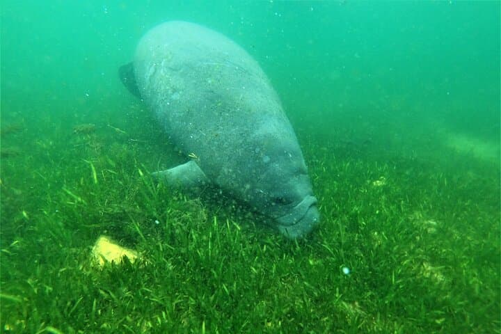 All-Inclusive Private Manatee Swim in Crystal River — Guided Manatee Snorkel photo 4
