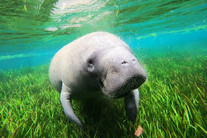 All-Inclusive Private Manatee Swim in Crystal River — Guided Manatee Snorkel photo 6