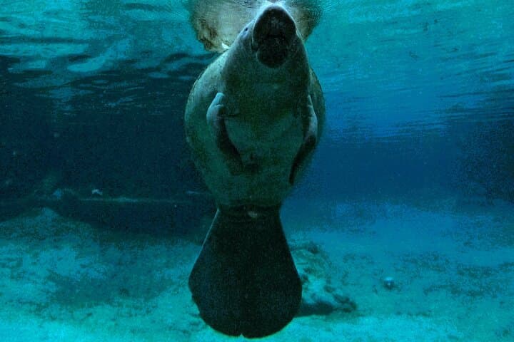 Small-Group Manatee Swim in Crystal River's Kings Bay photo 2