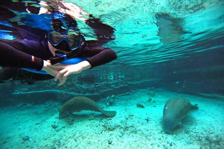 Small-Group Manatee Swim in Crystal River's Kings Bay