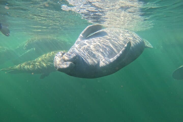 Small-Group Manatee Swim in Crystal River's Kings Bay photo 3