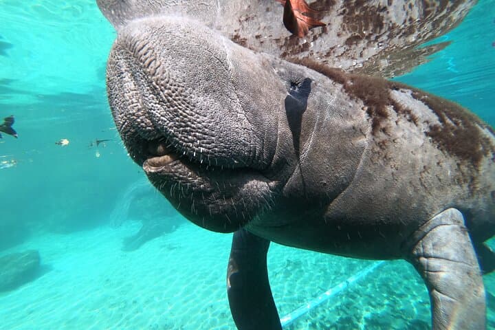 Small-Group Manatee Swim in Crystal River's Kings Bay photo 6