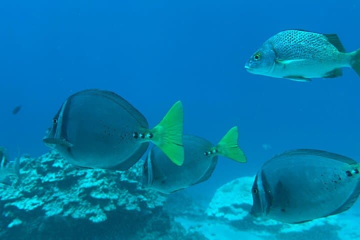 Snorkeling Isla del Caño: Day Trip from Uvita to Swim with Turtles & Parrotfish photo 4