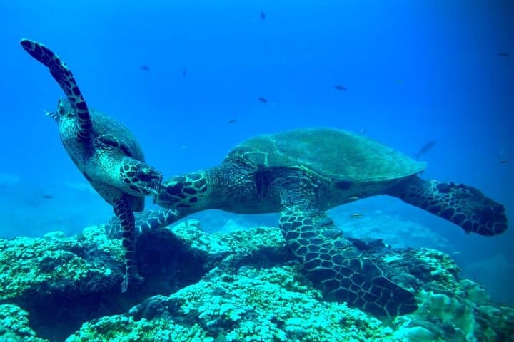 Snorkeling Isla del Caño: Day Trip from Uvita to Swim with Turtles & Parrotfish photo 5