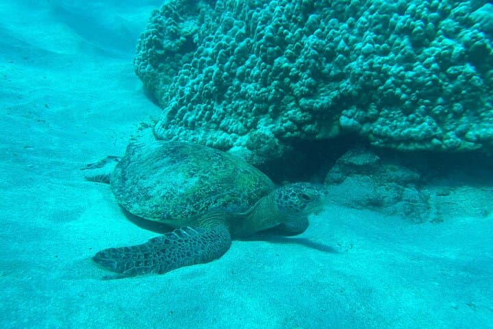Snorkeling Isla del Caño: Day Trip from Uvita to Swim with Turtles & Parrotfish photo 6