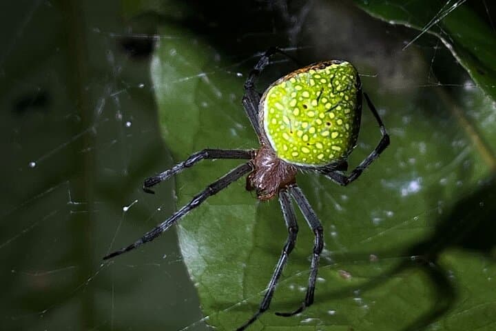 Manuel Antonio Jungle Night Tour: Guided Nocturnal Wildlife Walk in Quepos photo 2