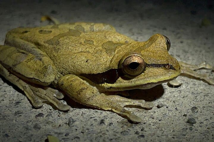 Manuel Antonio Jungle Night Tour: Guided Nocturnal Wildlife Walk in Quepos photo 4