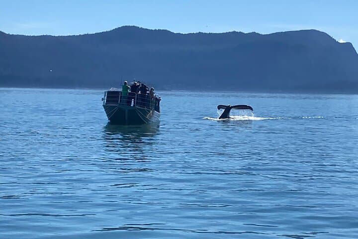 Juneau Whale Watching Adventure: Small-Boat Tours to See Humpbacks and Orcas