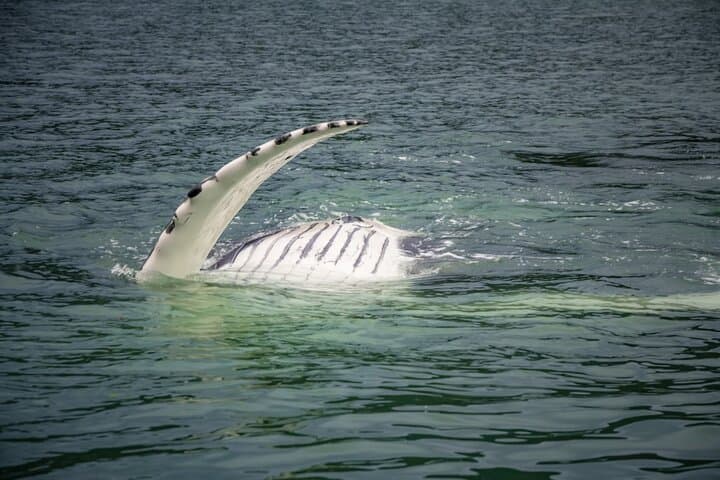 Juneau Whale Watching Adventure: Small-Boat Tours to See Humpbacks and Orcas photo 2