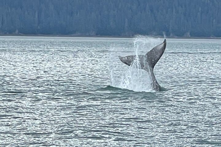 Juneau Whale Watching Adventure: Small-Boat Tours to See Humpbacks and Orcas photo 5