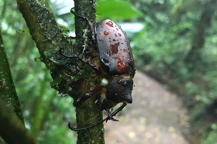 Monteverde Cloud Forest Tour: Guided Natural History Walk in Costa Rica's Misty Reserve photo 3