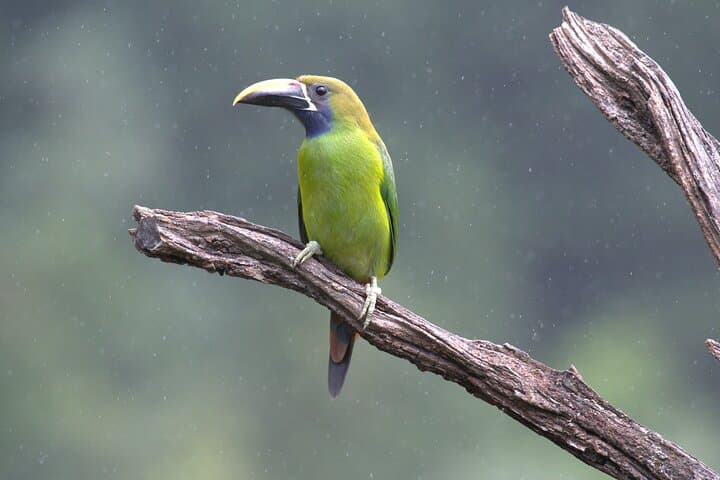 Monteverde Cloud Forest Tour: Guided Natural History Walk in Costa Rica's Misty Reserve photo 1