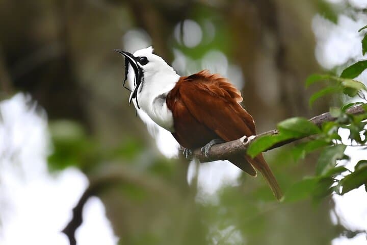 private-birdwatching-monteverde-guide-quetzals-toucans-and-hummingbirds