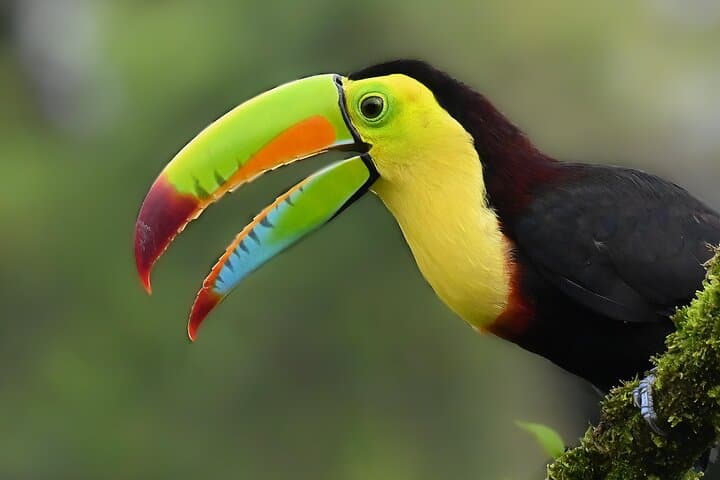 private-birdwatching-monteverde-guide-quetzals-toucans-and-hummingbirds photo 2