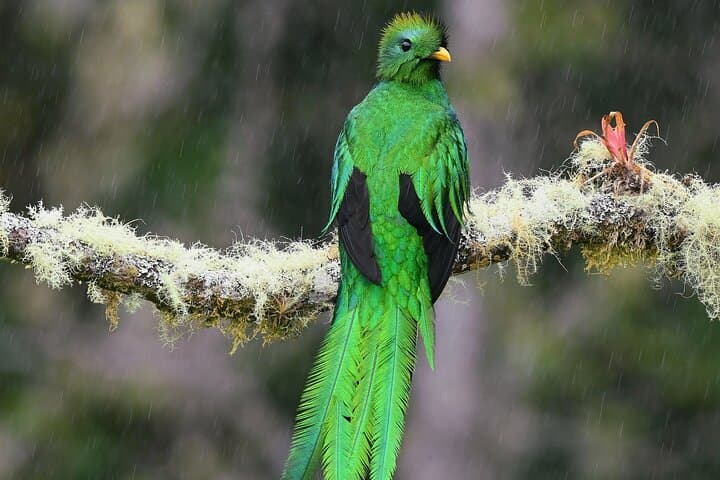 private-birdwatching-monteverde-guide-quetzals-toucans-and-hummingbirds photo 3