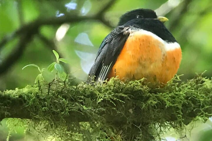 private-birdwatching-monteverde-guide-quetzals-toucans-and-hummingbirds photo 6