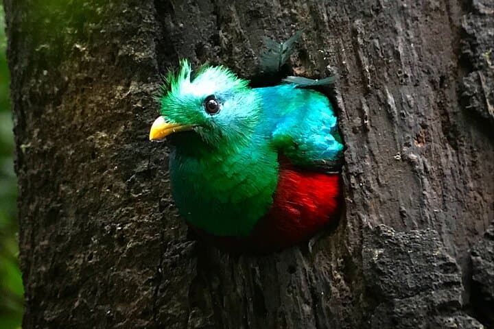 private-birdwatching-monteverde-guide-quetzals-toucans-and-hummingbirds photo 5