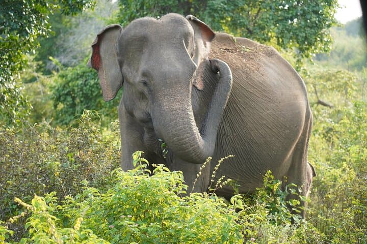 Udawalawe Safari & Elephant Transit Home: Private Day Trip from Bentota