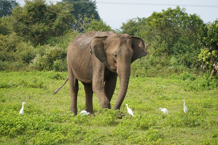 Udawalawe Safari and Galle Day Tour: Elephant Safaris and Galle Fort in One Day