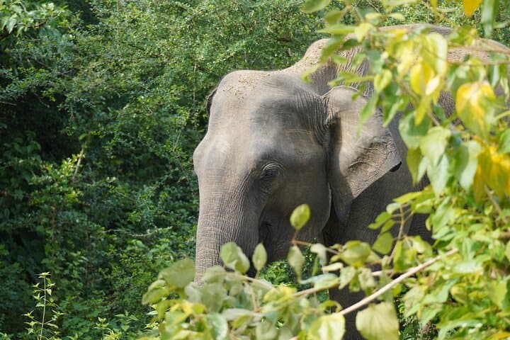 Udawalawe Safari & Elephant Transit Home: Private Day Trip from Bentota photo 3